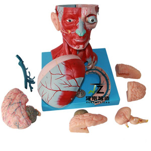 Kafa yüzeysel kaslar sinirler ve yüz kafa modeli yüz eğitimi yüz kas anatomisi kafa modeli muscl İnsan - Product Image 3