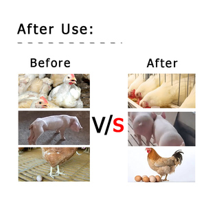 พรีมิกซ์เพื่อป้องกันการขาดสารอาหารในไก่เนื้อช่วยเพิ่มอาหารสัตว์ปีก2% พรีมิกซ์ - Product Image 5