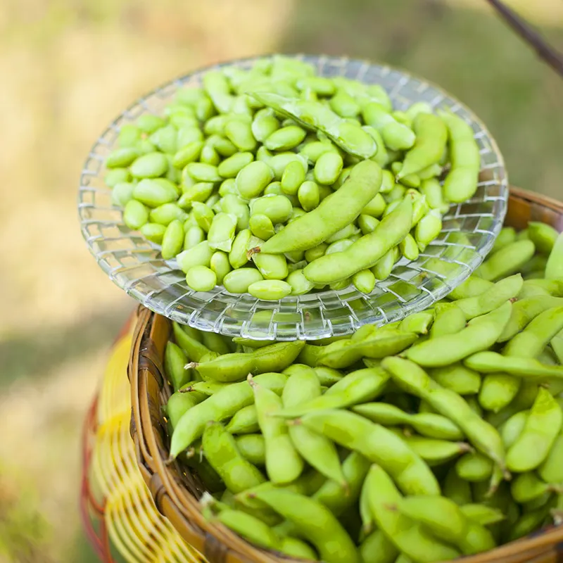 IQF แช่แข็ง Edamame ถั่วฤดูกาลถั่วเหลืองส่งออกราคา