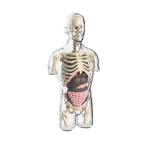 Yeni 4D insan şeffaf Torso bilim anatomi modeli çocuk yaratık yapısı mezhep öğretim kiti - Product Image 3