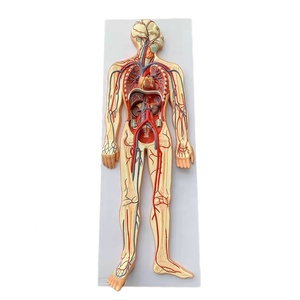 <strong>Human</strong> Blood Circulatory System Model Circulation Demonstration Anatomy Teaching Medical 3D Simulator - Product Image 1