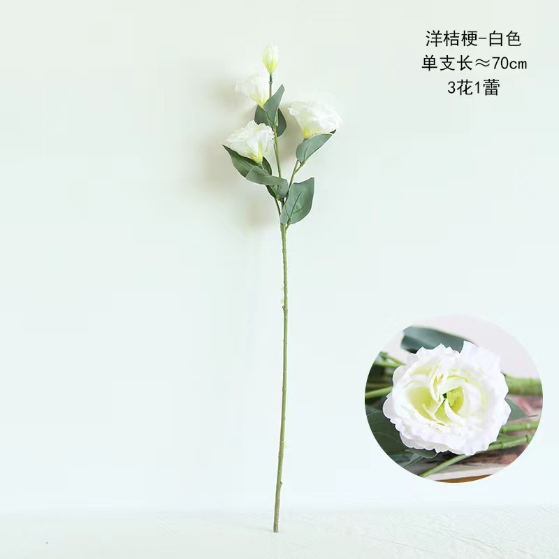 Platycodon grandiflorus - blanco