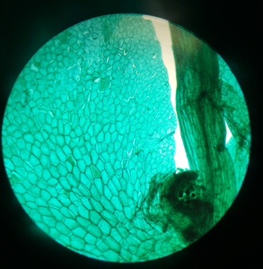 Gelsonlab สไลด์การเรียนการสอนวิทยาศาสตร์การแพทย์เฟิร์น prothallium HSSL-013ชีววิทยา - Product Image 1