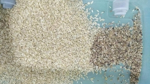 Máquina de clasificación de colores de arroz de alta precisión, clasificador de Color de arroz con fuente de luz LED óptica - Product Image 6