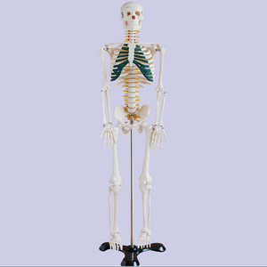 Sinir ile tıbbi anatomi modeli 85CM PVC simüle insan iskelet modeli - Product Image 4