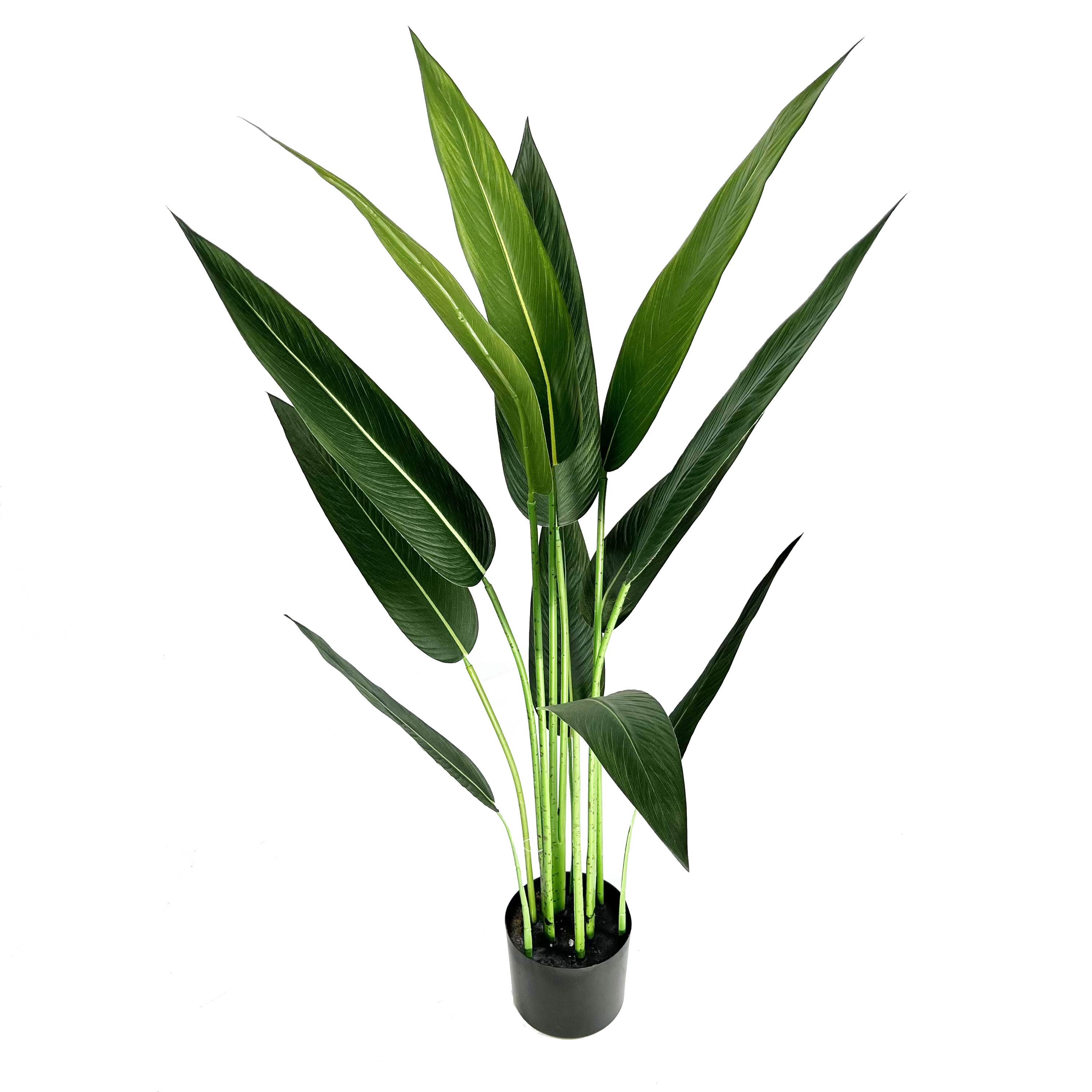banane canna 105 cm