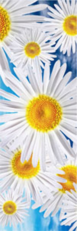 Blue sky summer chrysanthemum