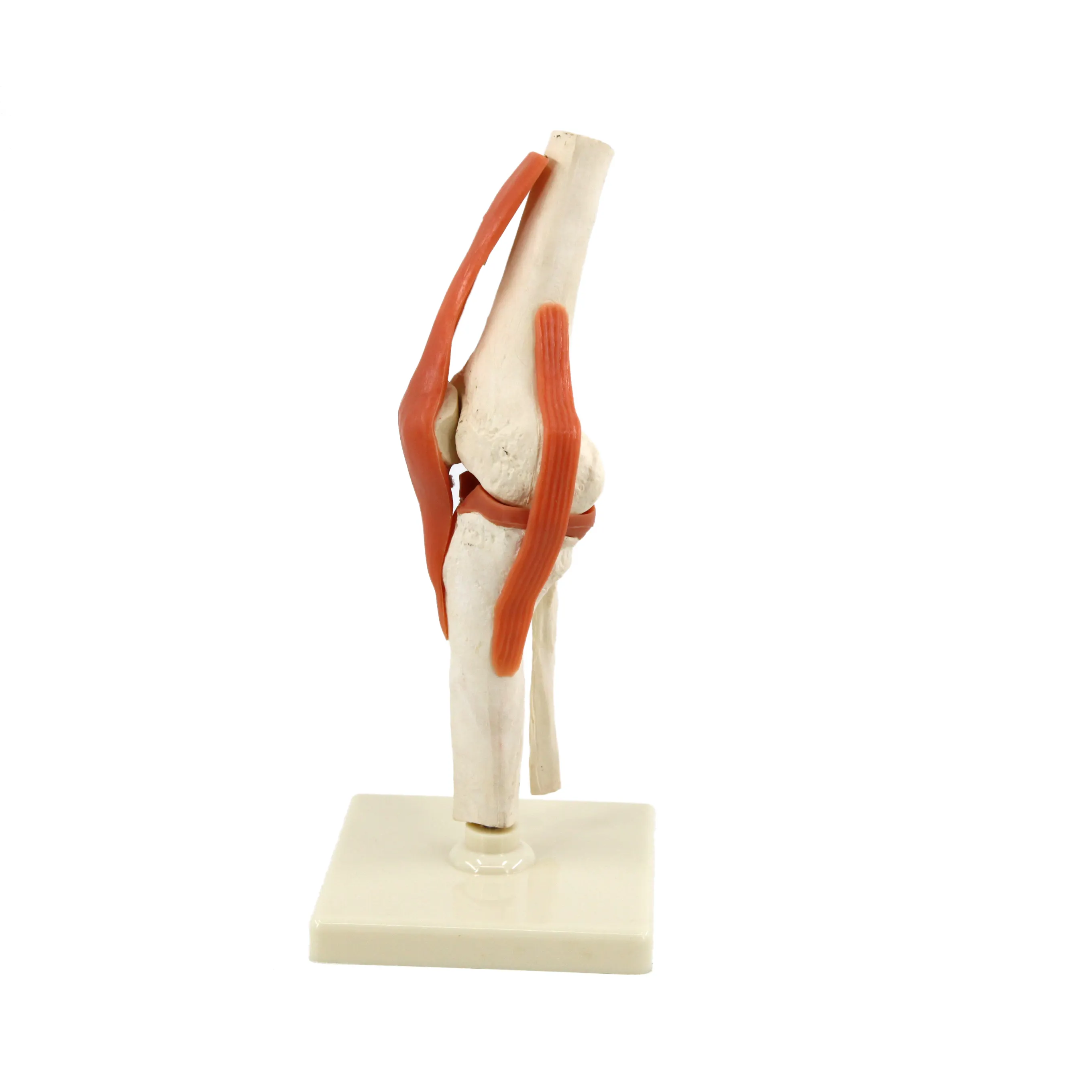 Modelo de esqueleto humano para adultos, modelo de articulación de rodilla, material de PVC, tamaño real