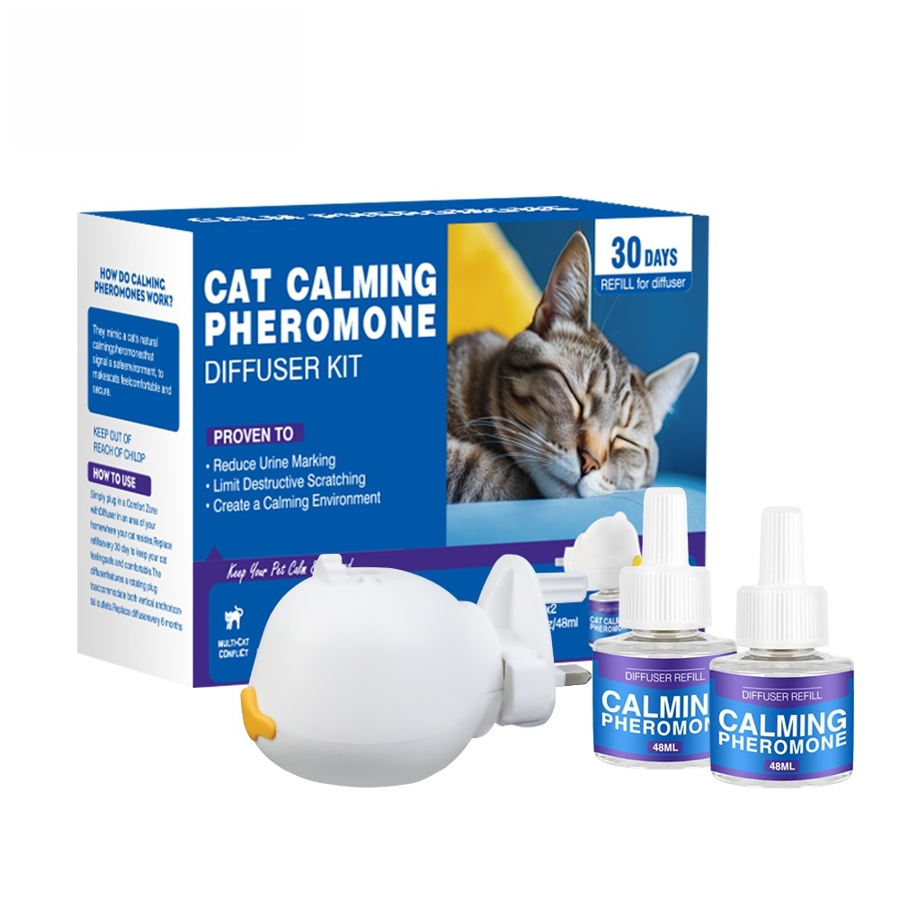 Chat bleu (1+2 norme américaine)
