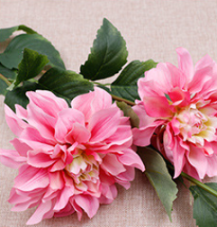 ชมพูเข้ม