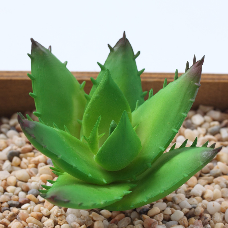 Aloès polygonale 9*5cm