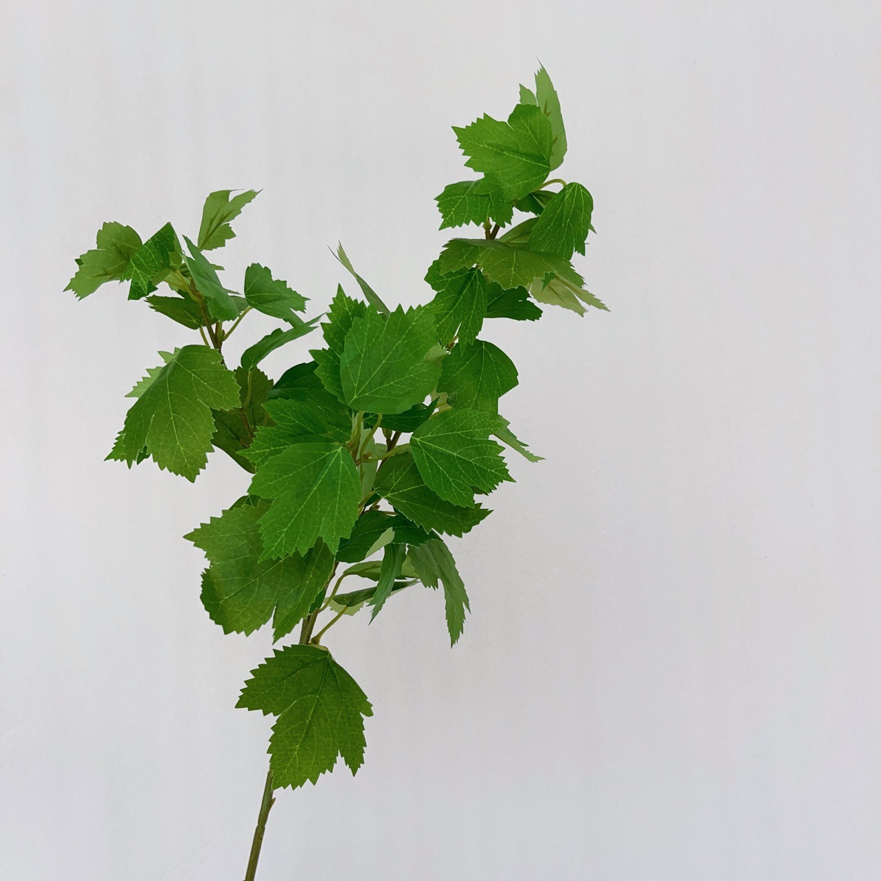 Feuilles de houblon vert