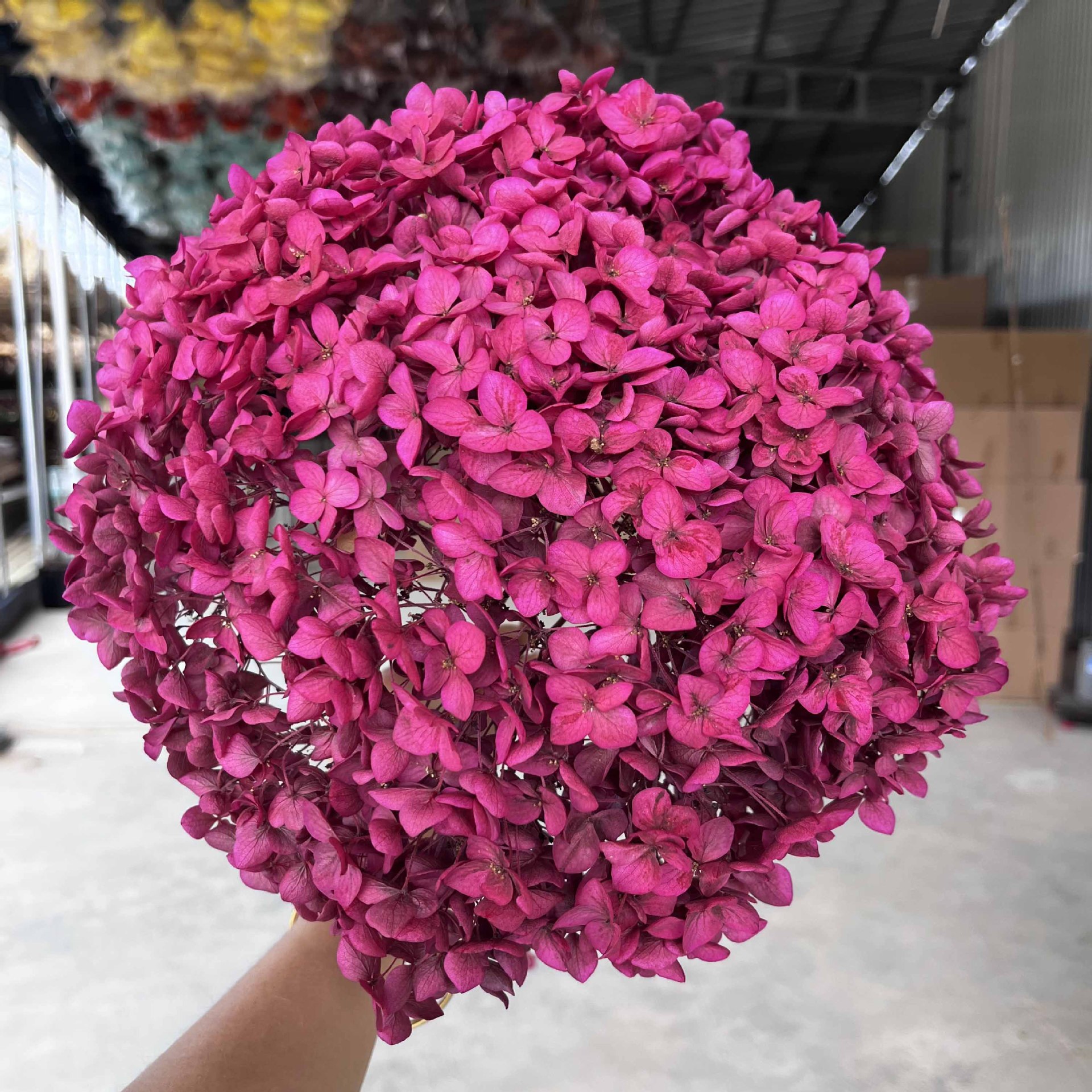 Rose rose