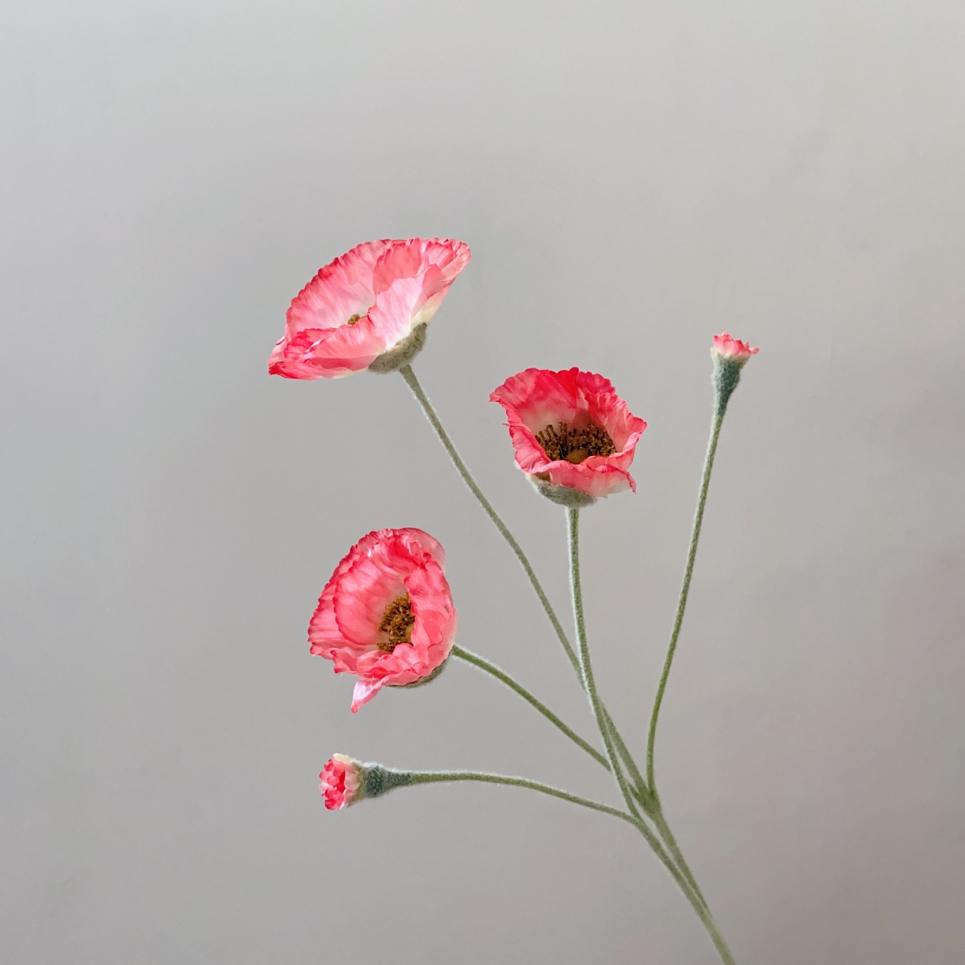 rose profond