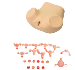 Advanced Gynecological Examination Training Simulator Uterine <strong>Palpation</strong> Examination Medical Science Model for Teaching - Product Image 2