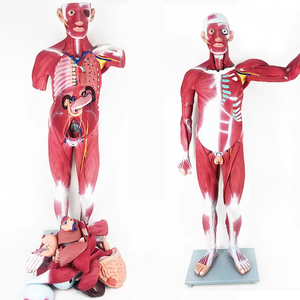 高シミュレーション人体全身筋肉構造モデル高度PVC 178CM成人筋肉医学解剖モデルディスプレイ用 - Product Image 2