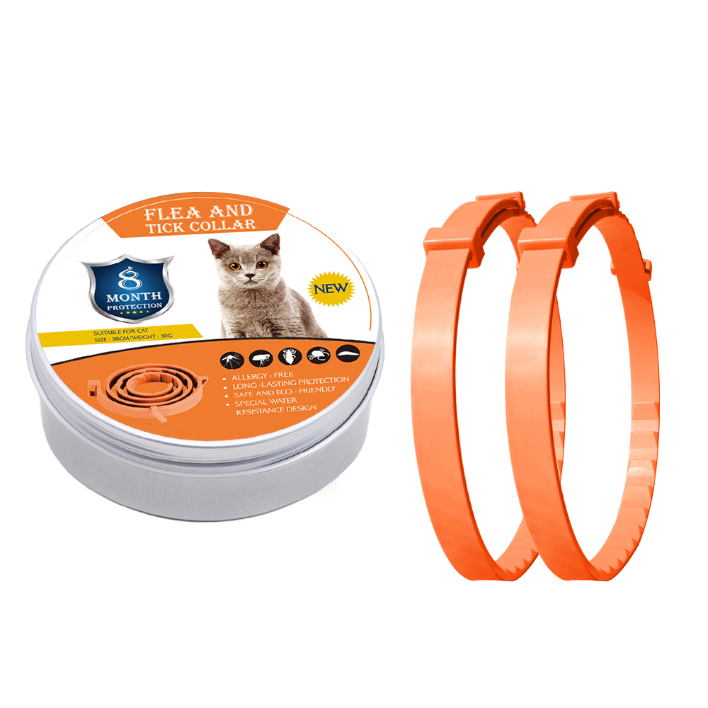 Chat orange