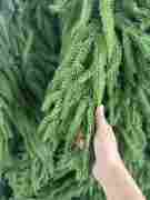 Siêu Sang Trọng Liễu Lá PE Chi Nhánh + Chỉ PVC Đổ Xô Trước Khi thắp Sáng Cây Giáng Sinh Với Trắng Ấm Dẫn - Product Image 2