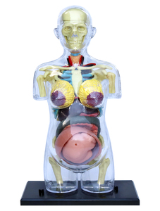 STEM eğitim <span class=keywords><strong>4D</strong></span> görüş insan gebelik anatomi Torso DIY montaj Model seti
