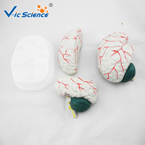 Tıbbi öğretim için yeni stil İnsan çalışması beyin anatomik modeli - Product Image 2