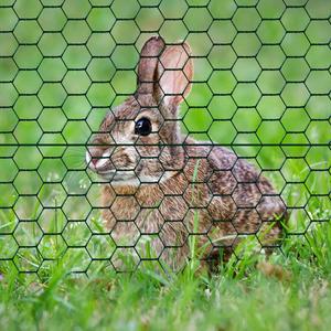 Hot Sale Huhn Kaninchen Käfig Mesh verzinkt Eisen Draht geflecht sechseckige Draht geflecht Huhn Draht geflecht - Product Image 4