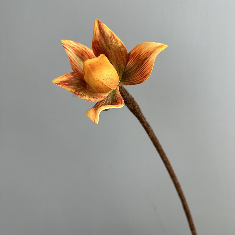 Single-stemmed paphiopedilum feizi - orange