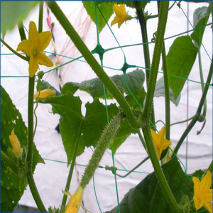 350-400g Potato/Cucumber/Beans/<strong>tomato</strong> Climbing Strong PP/ Polyethylene Mesh Support <strong>Trellis</strong> Grid Mesh <strong>Net</strong> - Product Image 4