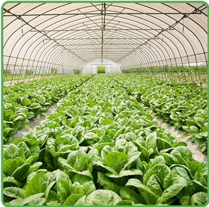 UV Protected 100% Virgin HDPE Plant Protection Pest Mosquito Screen Fabric Wholesale Anti Insect <strong>Netting</strong> for <strong>Gardens</strong> - Product Image 2
