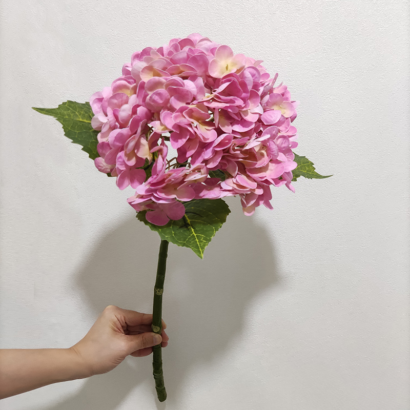 rosa 2