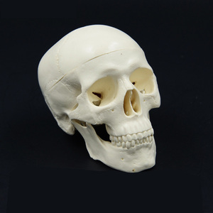 2025 New KRC Teaching Resources Life-size <strong>Human</strong> Skull Model <strong>3</strong> Part Laboratory Removable Skull Articulated Model - Product Image 6