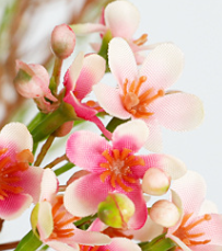 สีชมพู