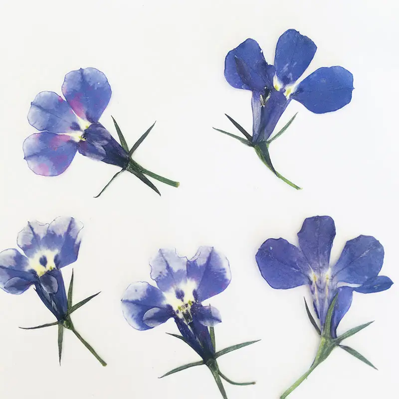 Six fois mieux pressé fleurs séchées spécimens de plantes naturelles fait à la main bricolage matériel gouttes caoutchouc téléphone portable bijoux