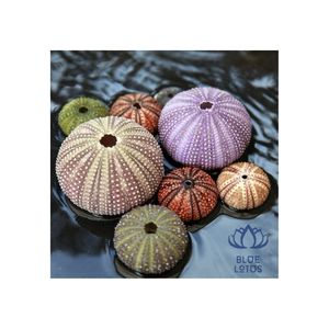 LOVELY SEA URCHIN SHELL PRODUCT BEET NAM DECORATION CHRISTMAS GIFTで作られたBLUE LOTUS FARM VIETNAMからのSEA SHELL - Product Image 1