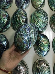 Натуральная полированная Морская ракушка, большая Радужная ракушка Пауа для украшения, в наличии - Product Image 4