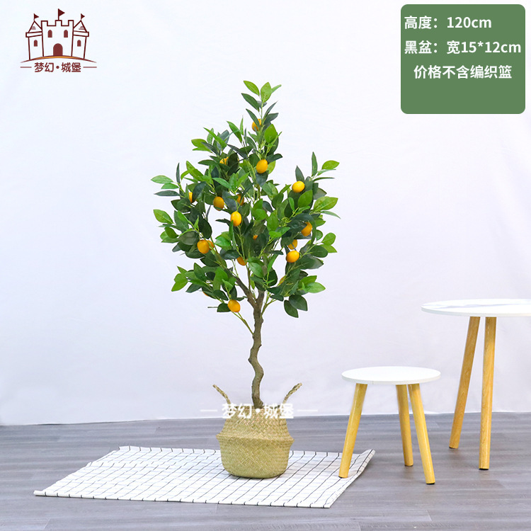 Citronnier 120CM