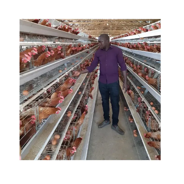Cage de volaille de ferme à poules, comprend une Cage à 2 couches, utilisé en belgique