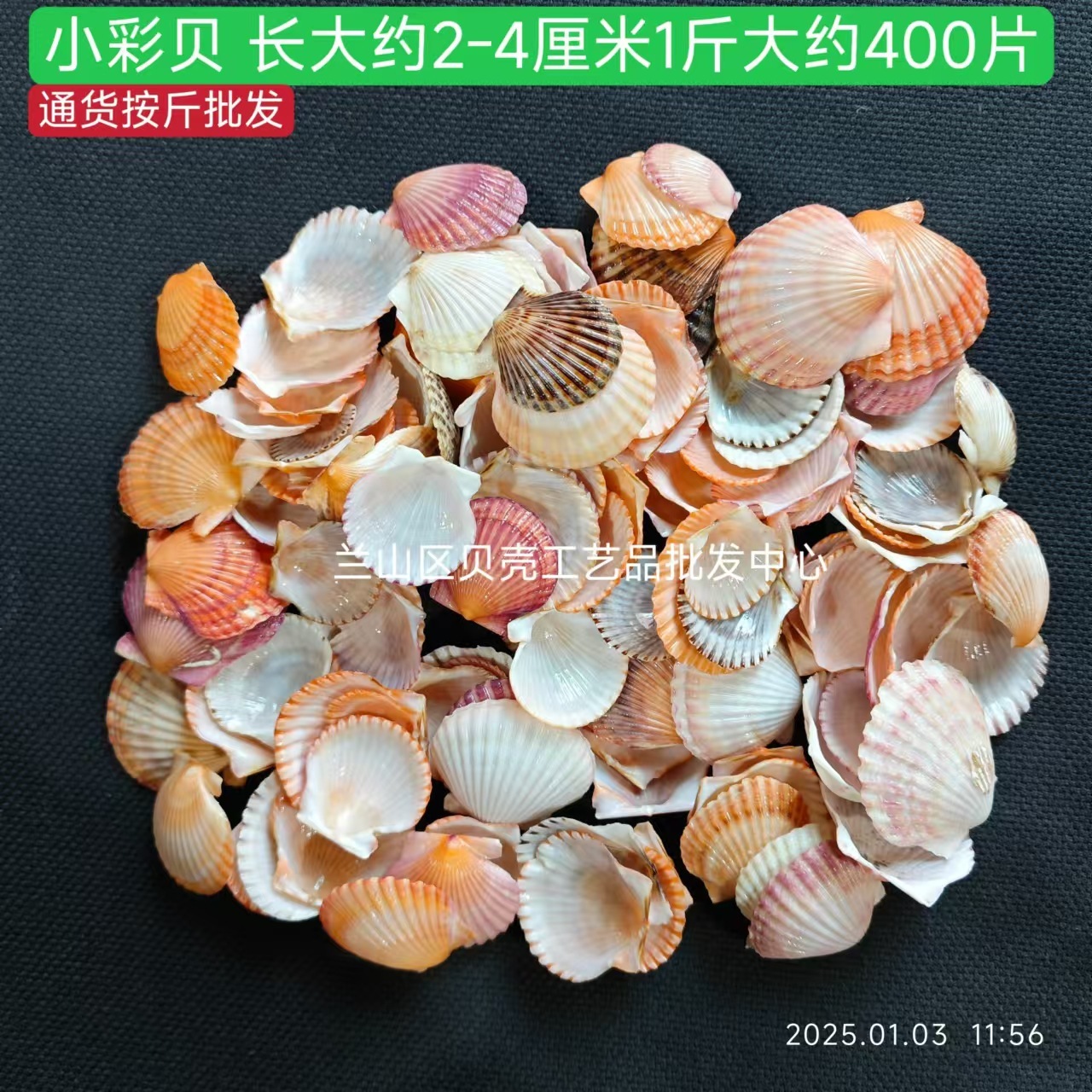 Concha pequeña de color, 0.5 kg, longitud de 2 a 4 cm.