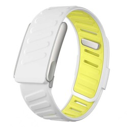 caragana jaune blanc