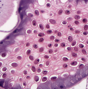 BestScope BS-2027B лабораторный школьный 3 Вт светодиодный перезаряжаемый 1000X бинокулярный Биологический микроскоп - Product Image 2