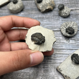 Venta al por mayor de organismos marinos naturales fósiles Marruecos Trilobita fósil para la divulgación de la ciencia - Product Image 4
