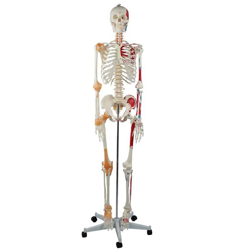 Modelo de esqueleto humano com músculos e ligamentos 170cm, esqueleto, modelo anatômico para ensino de medicina