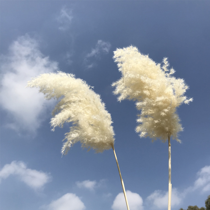 1 PCS Pampas Preservadas Miscanthus