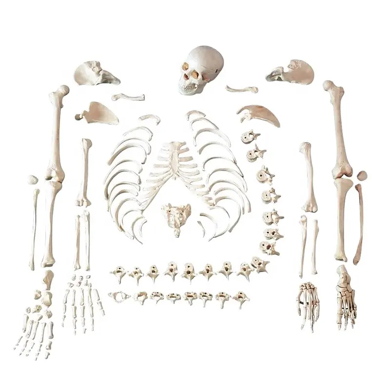 Full Size Human Disarticulated Skeleton with Skull PNT-0100