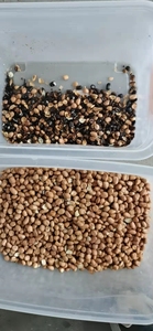 Peanut Sorter Color Sorter <strong>Machine</strong> <strong>for</strong> Peanut Groundnut <strong>Kernel</strong> Size <strong>Sorting</strong> Color <strong>Sorting</strong> Raw or Baked Peanut <strong>Sorting</strong> <strong>Machine</strong> - Product Image 3