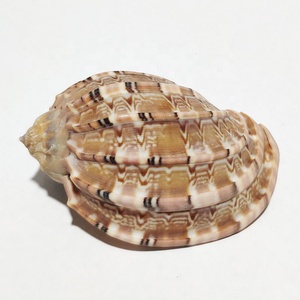 8-10cm raw Conchiglia Naturale noce conchiglie Arpa Shell Carambola Conchiglia per le decorazioni - Product Image 3