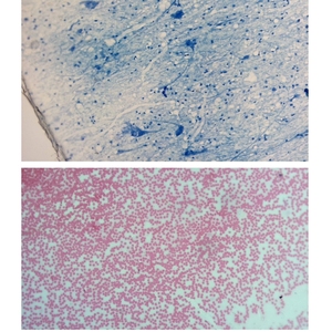 116L生物显微镜轻松移动标本40-640x光学显微镜教学资源实验室显微镜