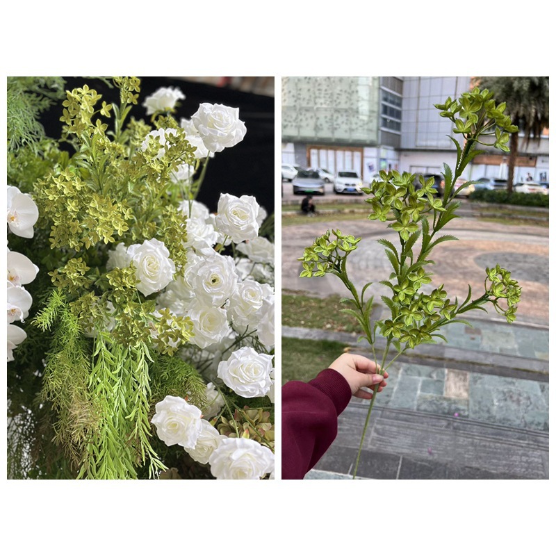 Pivoine Blanche Verte