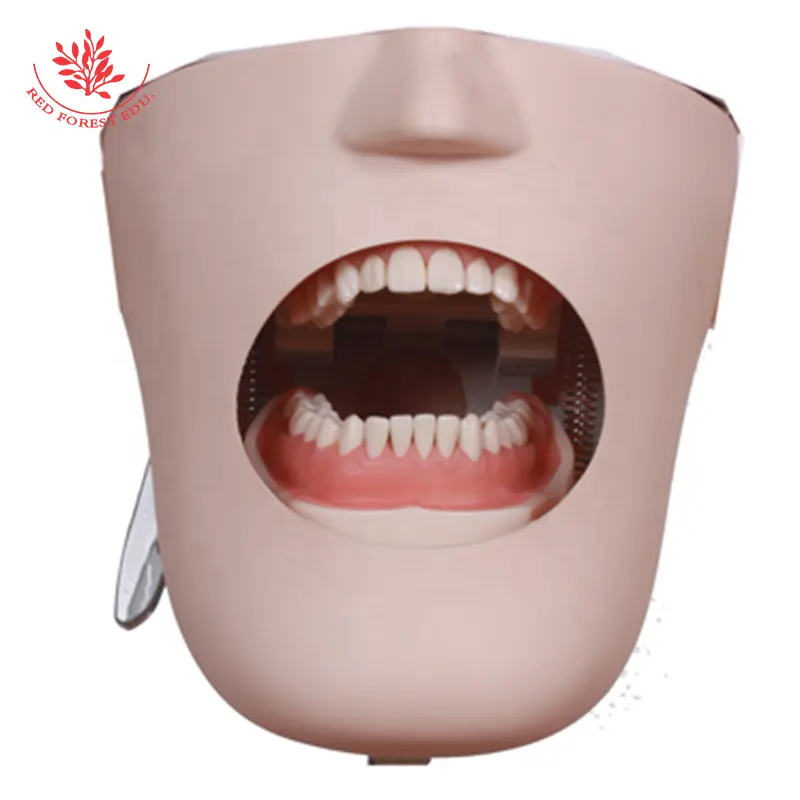Modelo de implante Dental biónico, sistema de troquel de cabeza, enseñanza escolar y aprendizaje, modelo Simple