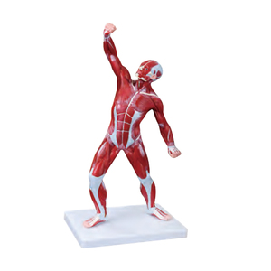 Medical Science Educational Teaching 80CM <strong>Human</strong> Male Muscle Model 27 Parts <strong>Human</strong> Bone Anatomy Model - Product Image 6