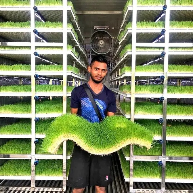 Hydroponics forage grass planting machine grass growing containers